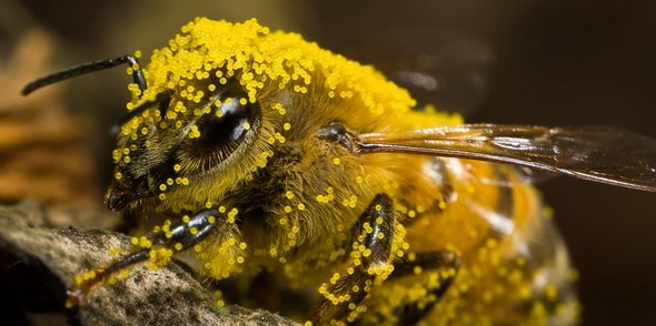 pollinisation-abeille