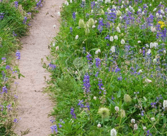 la fleur et le sentier
